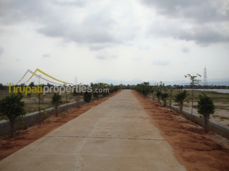 3) Township Plots in Tirupati - Cement Roads.JPG